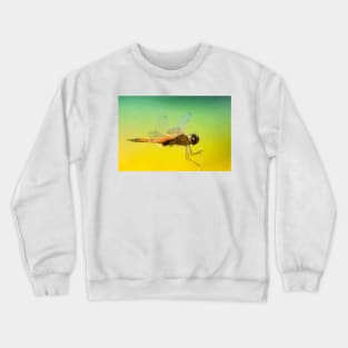 Low Poly Dragonfly Crewneck Sweatshirt